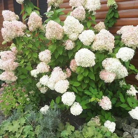 Blockhausperle Im Grunen *