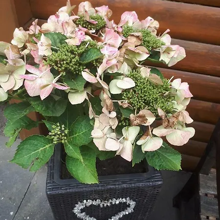 Blockhausperle Im Grunen Oldenburg